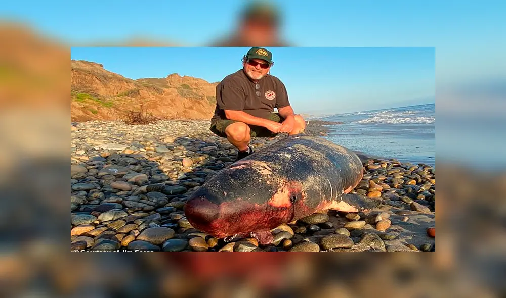 Los cachalotes pigmeos solo salen a la superficie cuando el mar y las condiciones meteorológicas están muy calmados.