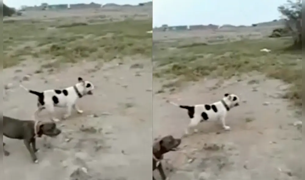 El menor siempre solía jugar con el can. El menor siempre solía jugar con el can.