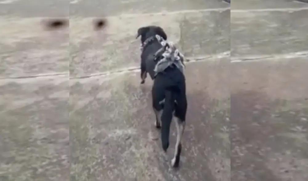 El can se encariño con las zarigüeyas bebés y ahora los lleva a 'pasear' en su espalda. Desliza para ver más imágenes. Foto: captura de YouTube El can se encariño con las zarigüeyas bebés y ahora los lleva a 'pasear' en su espalda. Desliza para ver más imágenes. Foto: captura de YouTube