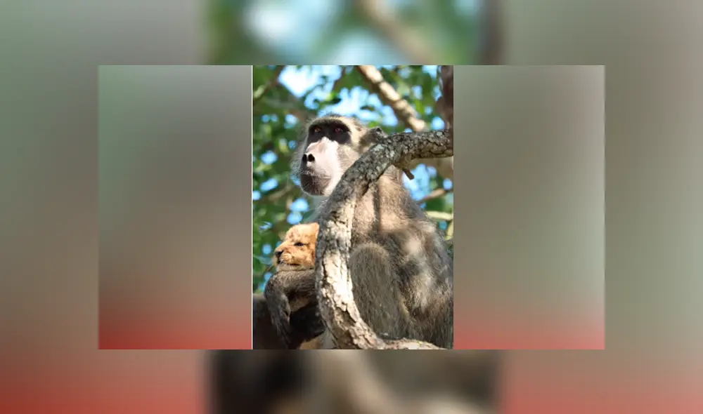 Desliza hacia la izquierda para ver la épica escena de un babuino cargando a un león. Viral en YouTube. Desliza hacia la izquierda para ver la épica escena de un babuino cargando a un león. Viral en YouTube.