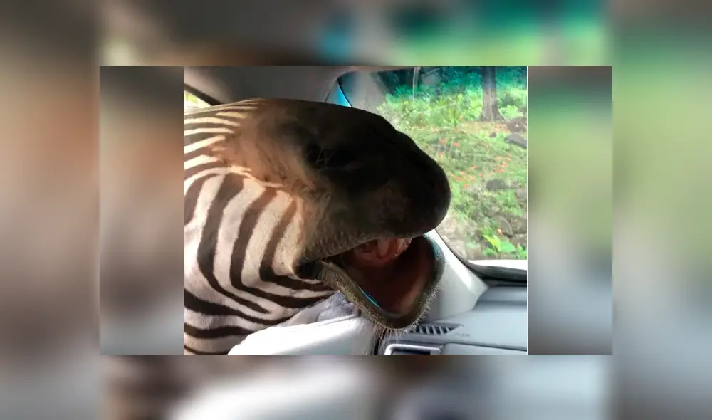 Turistas fueron impactados por una hambrienta cebra en safari. Foto: Captura.