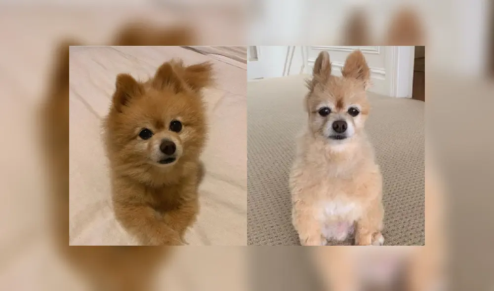 Desliza a la izquierda para ver más imágenes del radical cambio de look que sufrió el cachorro. (Foto: Facebook) Desliza a la izquierda para ver más imágenes del radical cambio de look que sufrió el cachorro. (Foto: Facebook)