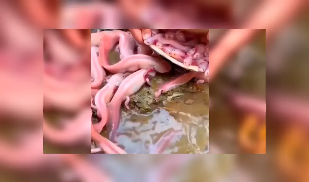 YouTube viral: navega misterioso lago y se topa con nido de criaturas acuáticas que cuidaban un ‘tesoro’ YouTube viral: navega misterioso lago y se topa con nido de criaturas acuáticas que cuidaban un ‘tesoro’