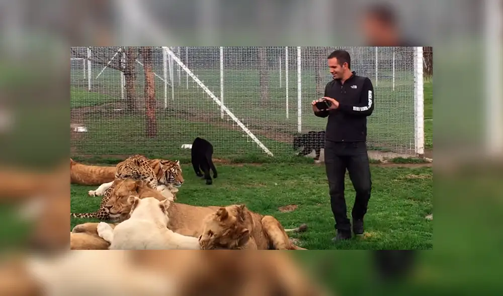 YouTube viral: ingresa a jaula de felinos solo para sorprender a sus seguidores con un gran 'selfie' [VIDEO]