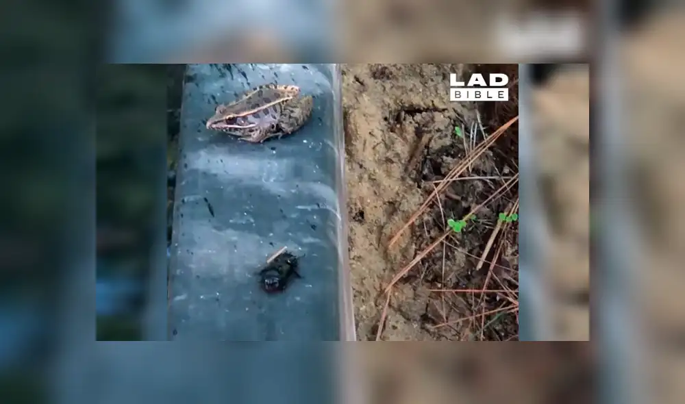 Un video viral de Facebook registró el brutal ataque que sufrió un distraído escarabajo en las garras de una rana, sin imaginar que sobreviviría por su sabor repugnante. Un video viral de Facebook registró el brutal ataque que sufrió un distraído escarabajo en las garras de una rana, sin imaginar que sobreviviría por su sabor repugnante.