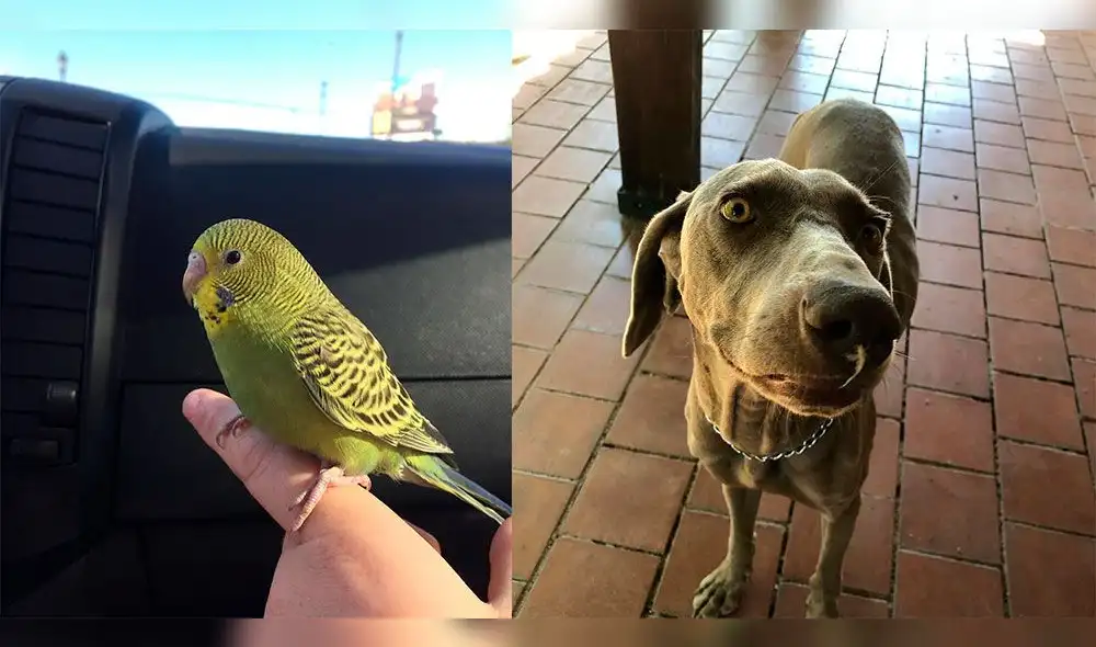 Milagros Leiva estalla en ataque de risas por 'Chimuelo' [VIDEOS]