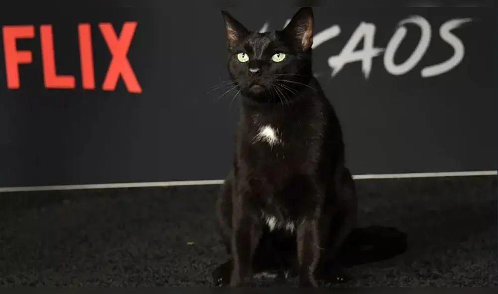 Netflix: Conoce a Salem de 'El Mundo Oculto de Sabrina' [FOTOS]
