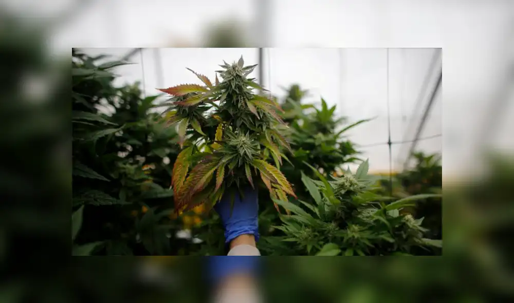 Empresas ya invierten en el negocio de la marihuana