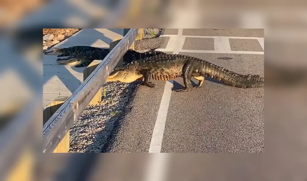 Un grupo de caimanes invadió las calles para poder llegar hasta un lago. Foto: Facebook