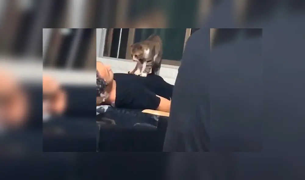 En Facebook, un travieso gato acompañó a su dueño al trabajo y sorprendió al dar cálidos masajes a las personas. En Facebook, un travieso gato acompañó a su dueño al trabajo y sorprendió al dar cálidos masajes a las personas.