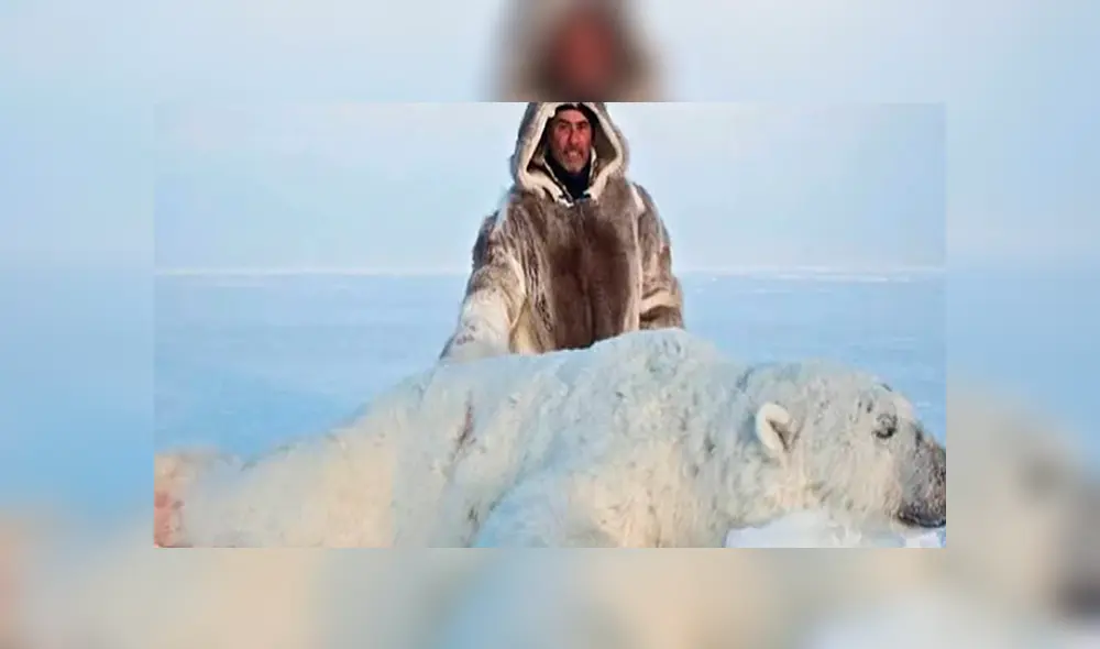 Empresas legales ofertan la cacería de osos polares con crudas fotografías. Foto: Mirror Empresas legales ofertan la cacería de osos polares con crudas fotografías. Foto: Mirror