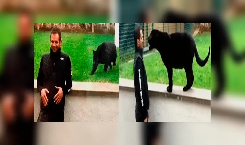 YouTube viral: implacable pantera aparece sigilosamente y sorprende por la espalda a su cuidador [VIDEO]