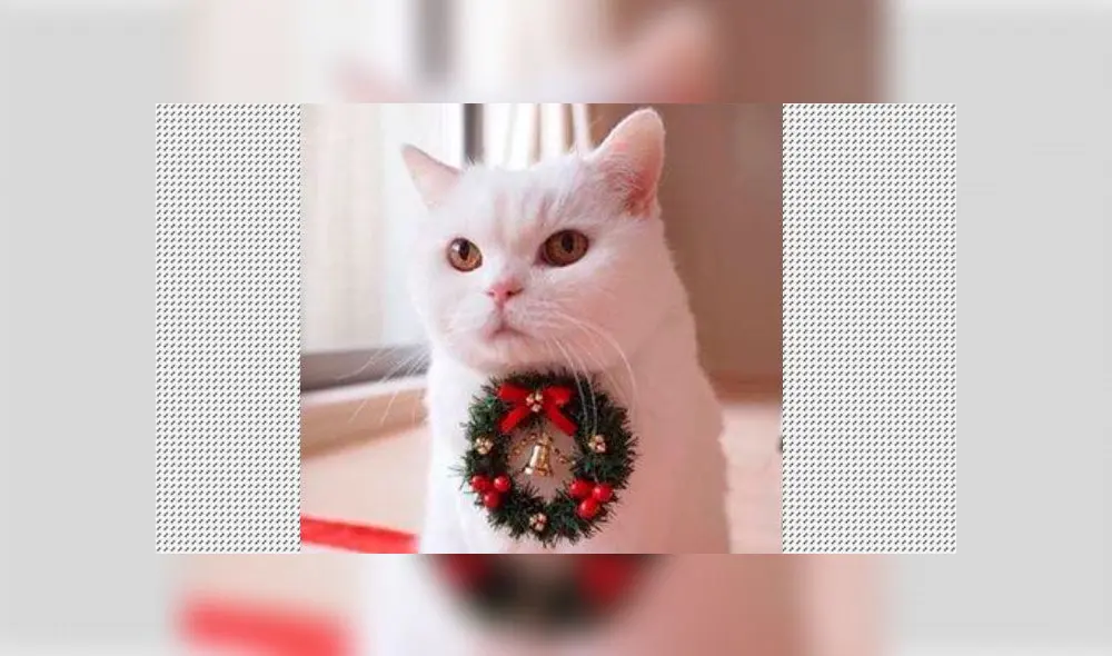 Navidad: 10 vestuarios para que tu mascota luzca impecable en la Noche Buena [FOTOS]