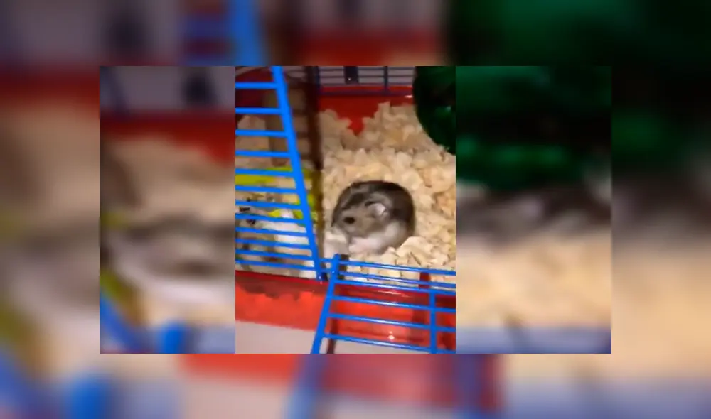 En Facebook, una chica descubrió a sus queridas mascotas protagonizando una curiosa escena durante su ausencia.