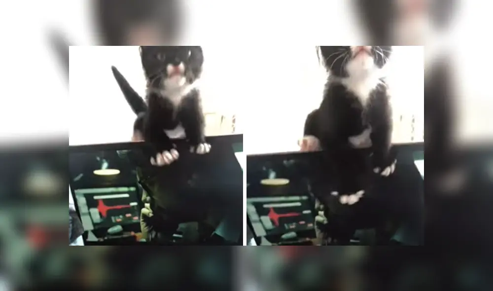 Desliza las imágenes para ver la más inesperada travesura de este gatito que se sintió 'ignorado' por su dueña.