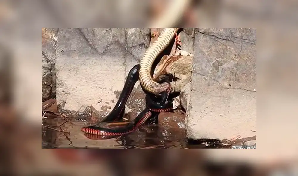Facebook viral: dos temibles serpientes luchan a muerte y final deja sorprendidos a miles [VIDEO]