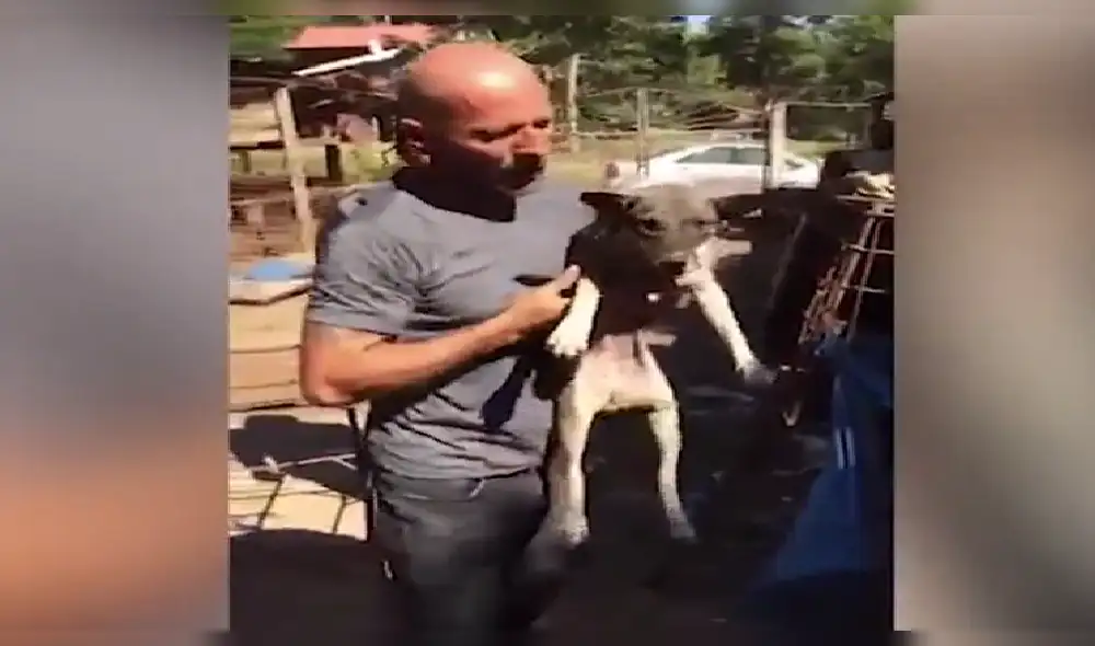 Graban condiciones de maltrato a perros en matadero de Camboya [VIDEO y FOTOS]