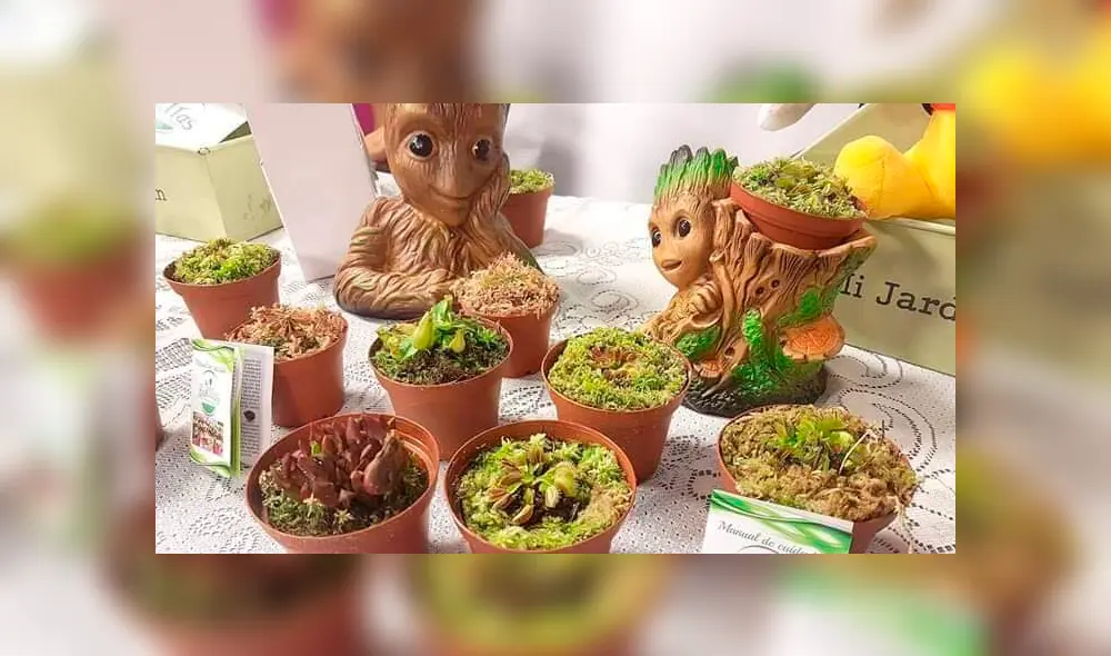 Las plantas carnívoras Bokitas libran los hogares de moscas.