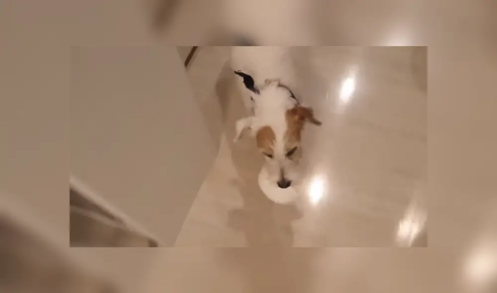 Un perro sorprendió a miles al llevar su plato de comida hasta su dueño cada vez que le tocaba comer. Foto: TikTok Un perro sorprendió a miles al llevar su plato de comida hasta su dueño cada vez que le tocaba comer. Foto: TikTok