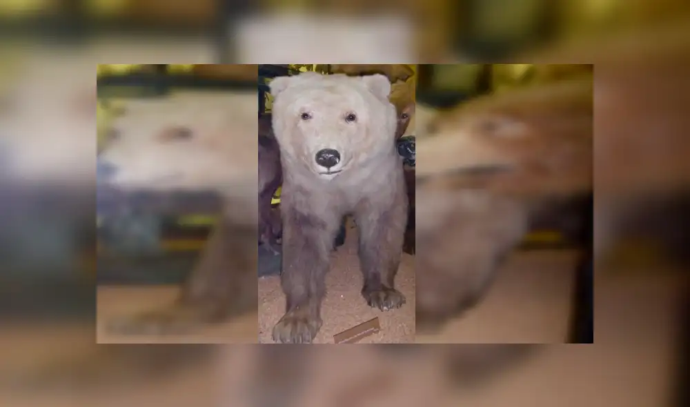 Desliza para ver fotos del oso grolar que sorprendió a todos en Facebook. Foto: Captura.