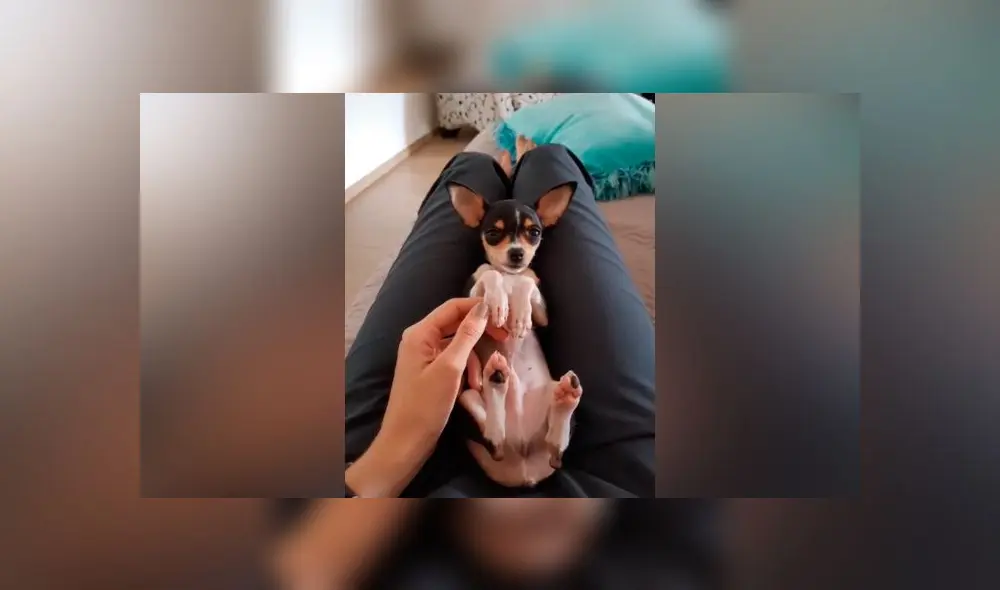 Desliza las imágenes para ver el peculiar aspecto que adoptaron las crías de estos perros de razas totalmente distintas. Foto: Allyson Moreno/TikTok