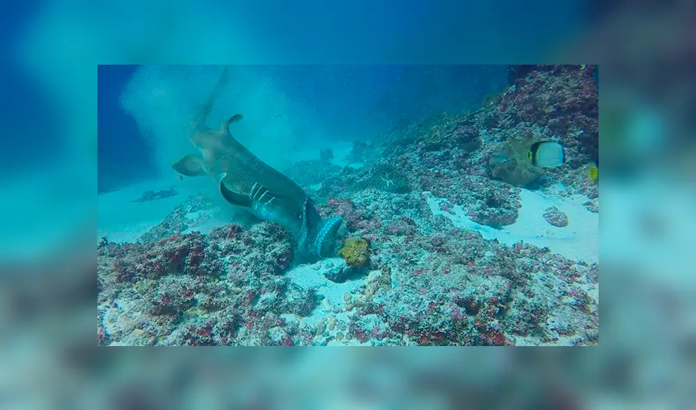 Desliza las imágenes hacia la izquierda para observar el salvaje ataque de un tiburón al toparse con un pulpo.