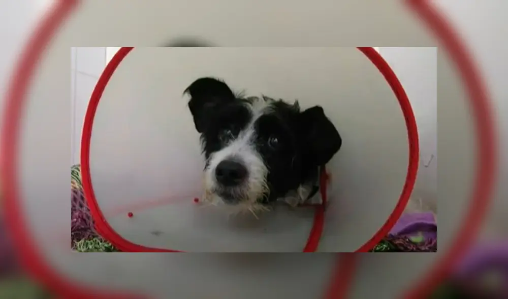 Indignación en Colombia por perro que fue rociado con ácido y terminó gravemente quemado. Foto: Captura/Noticias Caracol Indignación en Colombia por perro que fue rociado con ácido y terminó gravemente quemado. Foto: Captura/Noticias Caracol
