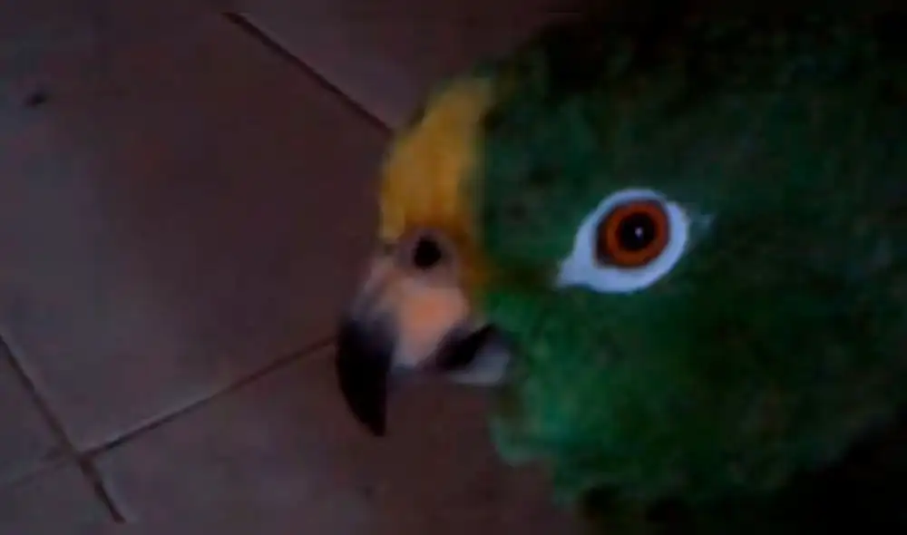 YouTube: loro canta el "El Gusanito" y sorprende al mundo entero