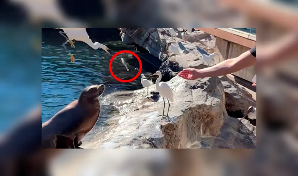 En YouTube, un turista se acercó al recinto de unos lobos marinos y no imaginó que tendría una divertida experiencia. En YouTube, un turista se acercó al recinto de unos lobos marinos y no imaginó que tendría una divertida experiencia.