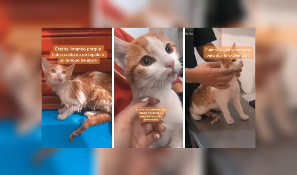 Desliza las imágenes para conocer la emotiva historia de una gata que sobrevivió tras caer a un tanque de agua. Fotocaptura: Facebook.