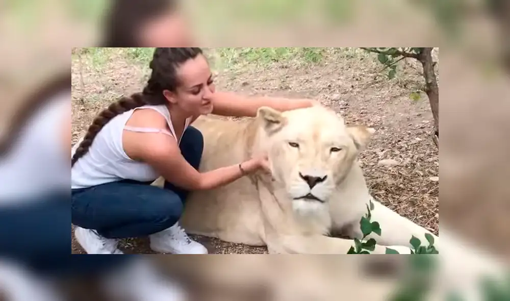 YouTube viral: Entra a calabozo de feroz depredador y este asombra a todos con una insólita reacción [VIDEO]