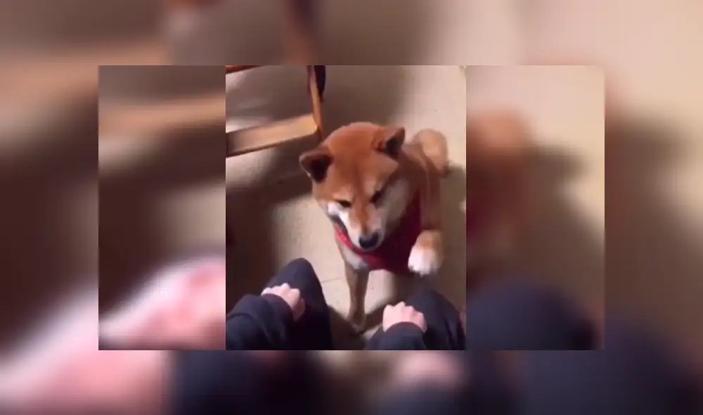 En Facebook, un perro perdió jugando con su dueño al querer encontrar un trozo de comida y conmovió con su reacción. En Facebook, un perro perdió jugando con su dueño al querer encontrar un trozo de comida y conmovió con su reacción.