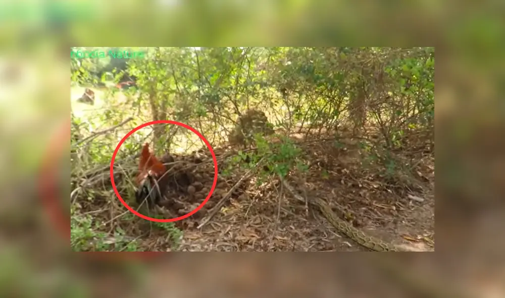 YouTube viral: enorme serpiente intenta devorar a gallo y arriesgado niño aparece para salvarlo [VIDEO]