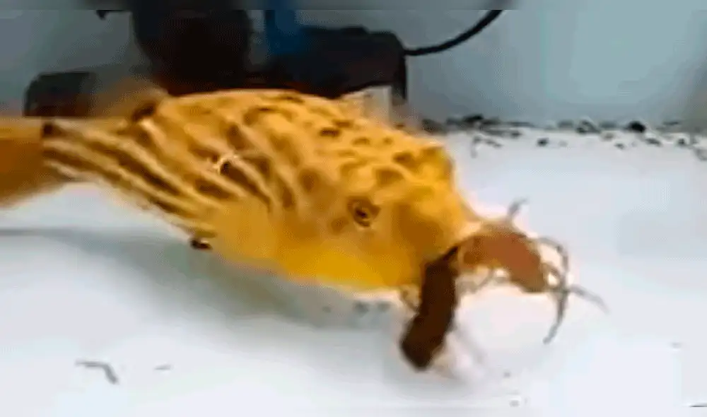 Vía Facebook: impacto tras ver cómo un ciempés es devorado por un pez globo en cuestión de segundos [VIDEO]