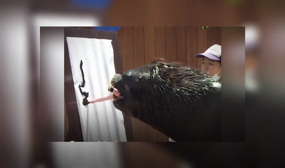 Desliza las imágenes para ver más de este león marino que es viral en YouTube con su increíble talento.