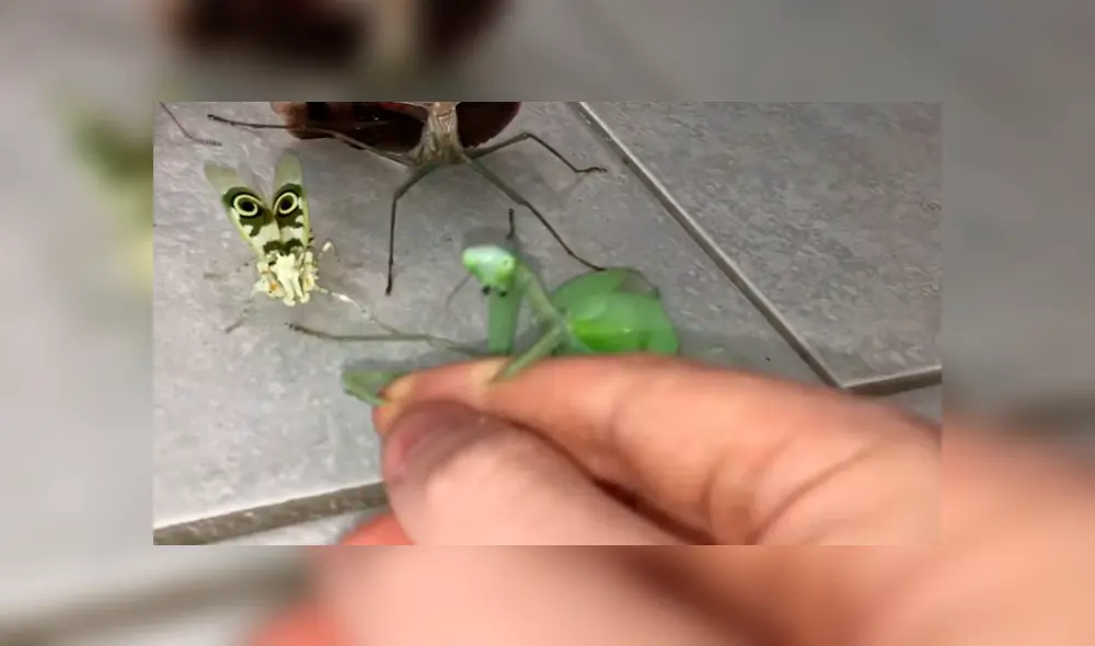 YouTube viral: joven intenta rescatar a mariposa del ataque de feroces mantis y recibe un duro castigo