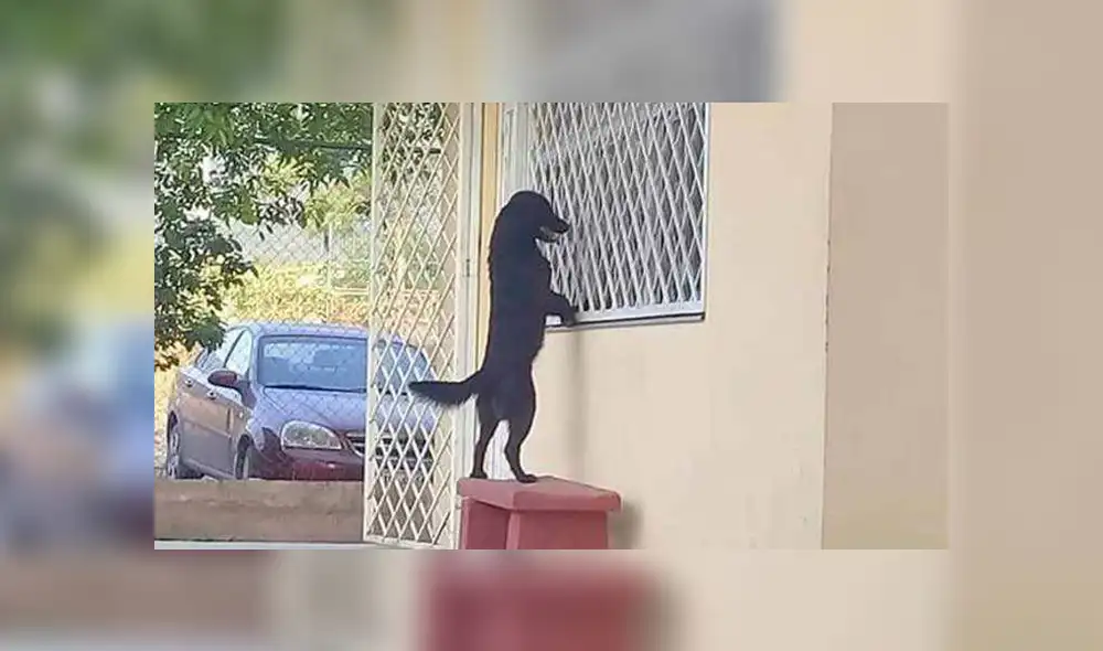 Facebook viral: inteligente perro acompaña a su dueño a su primer día de escuela [FOTOS]