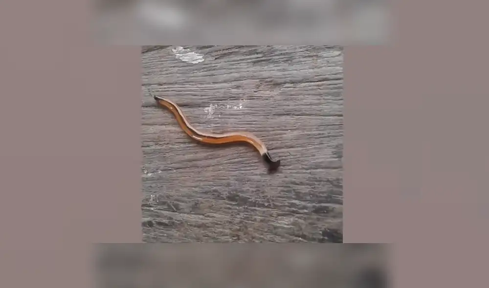 Un video viral de YouTube muestra el extraño aspecto de de un gusano martillo que fue hallado dentro de una vivienda en Tailandia. Un video viral de YouTube muestra el extraño aspecto de de un gusano martillo que fue hallado dentro de una vivienda en Tailandia.