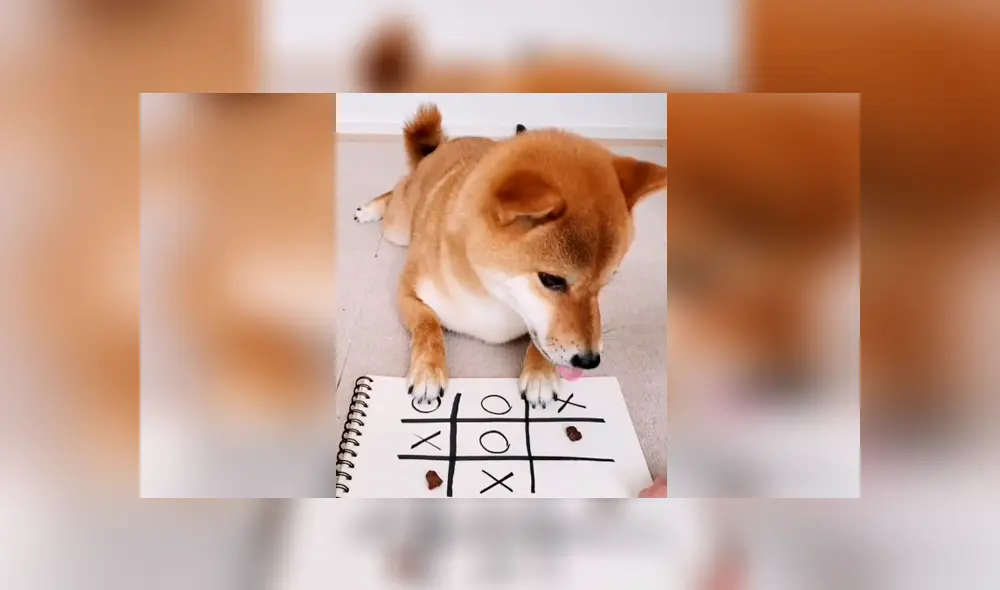 Desliza las imágenes para apreciar la destreza de un perro tras enfrentar a su dueña en una partida de ‘michi’.