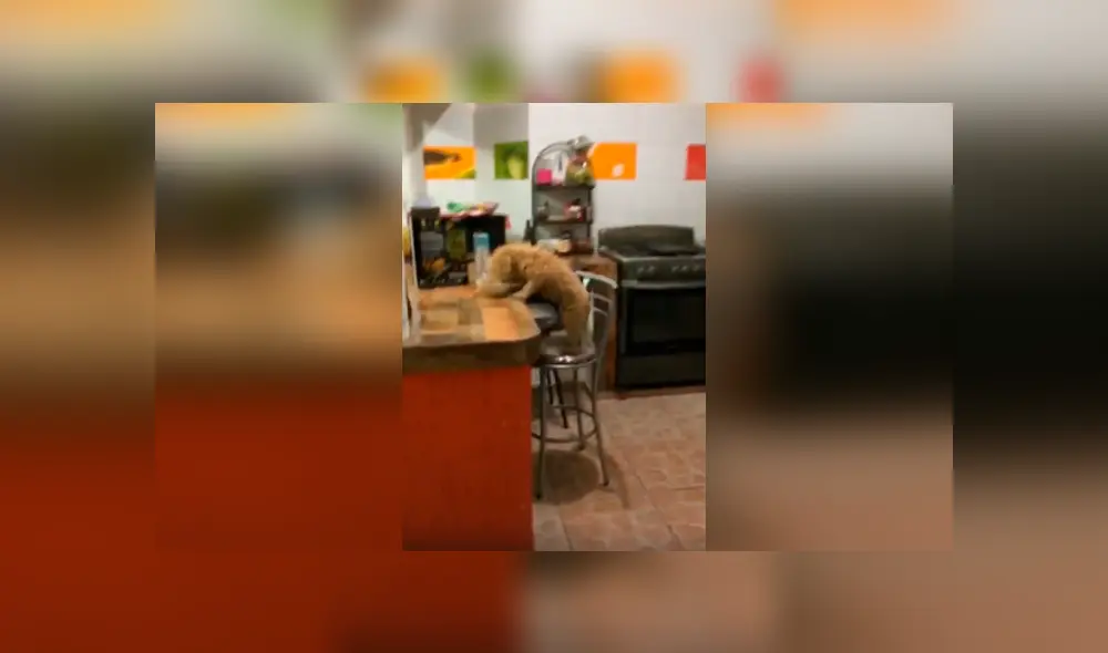 Desliza las imágenes para conocer la travesura de un perro al notar que su dueño estaba durmiendo. Desliza las imágenes para conocer la travesura de un perro al notar que su dueño estaba durmiendo.