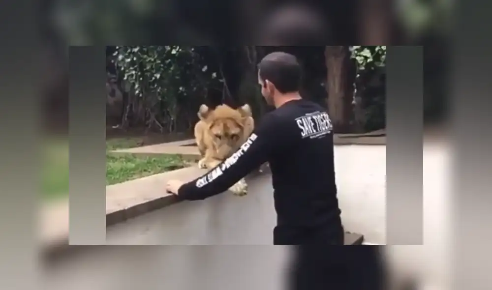 Desliza hacia la izquierda para ver las imágenes del viral de Facebook. Foto: Black Jaguar While Tiger Desliza hacia la izquierda para ver las imágenes del viral de Facebook. Foto: Black Jaguar While Tiger