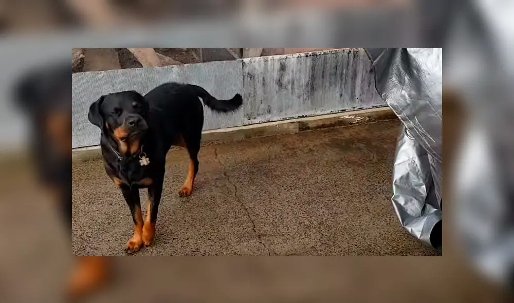 Encuentra extraña criatura negra con el cuerpo deformado, se acerca y descubre la verdad [VIDEO] 