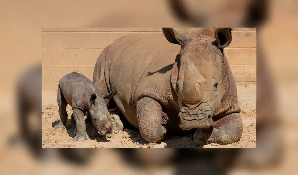 Conoce a Edward, el rinoceronte que puede salvar a una subespecie de la extinción [FOTOS Y VIDEOS]