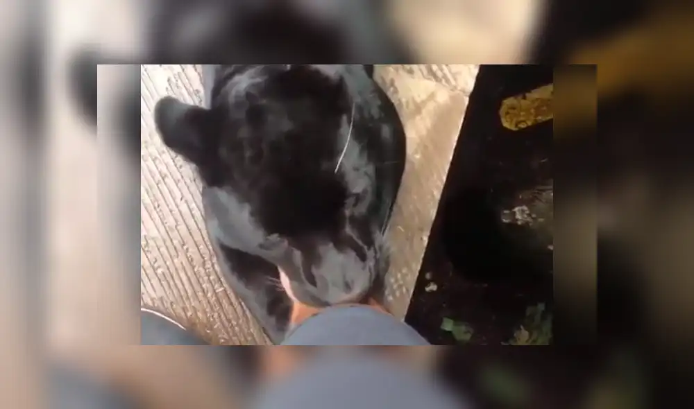 YouTube viral: Arriesgado turista se topa con temible pantera dentro de jaula y esto sucede [VIDEO]