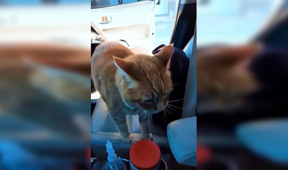 Desliza las imágenes para apreciar la tierna reacción de un gato cuando se reencontró con su dueña. Foto: Captura de TikTok