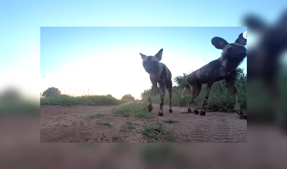 Desliza hacia la izquierda para ver a los animales silvestres que son virales en YouTube.