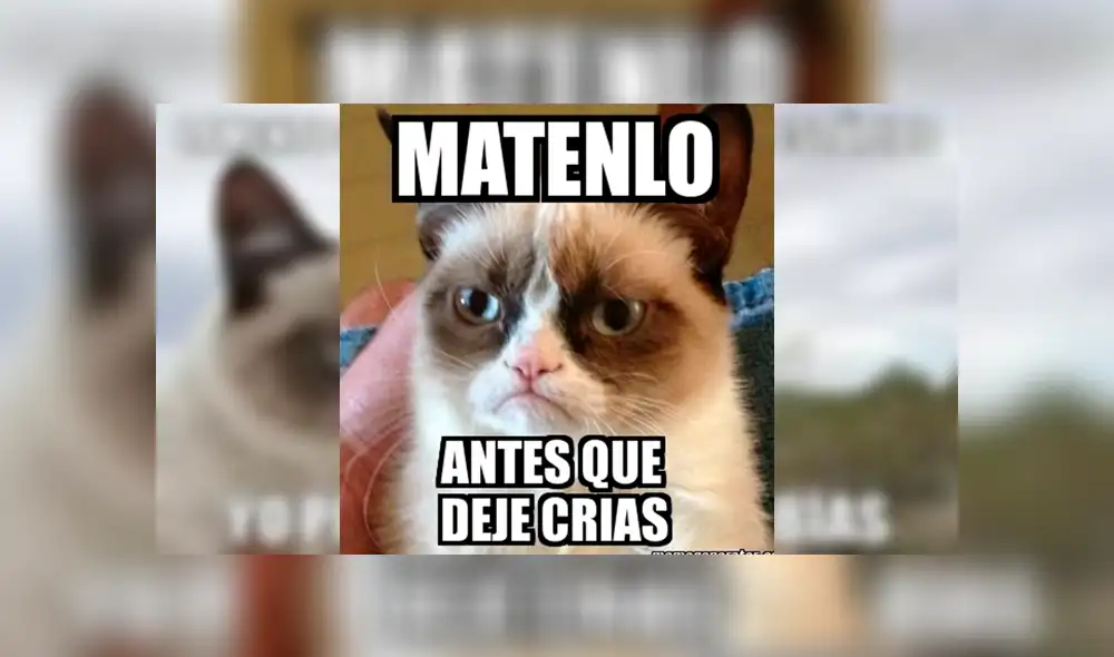 Facebook viral: miles lloran a Grumpy Cat, la gata más famosa del Internet, que acaba de morir [FOTOS]