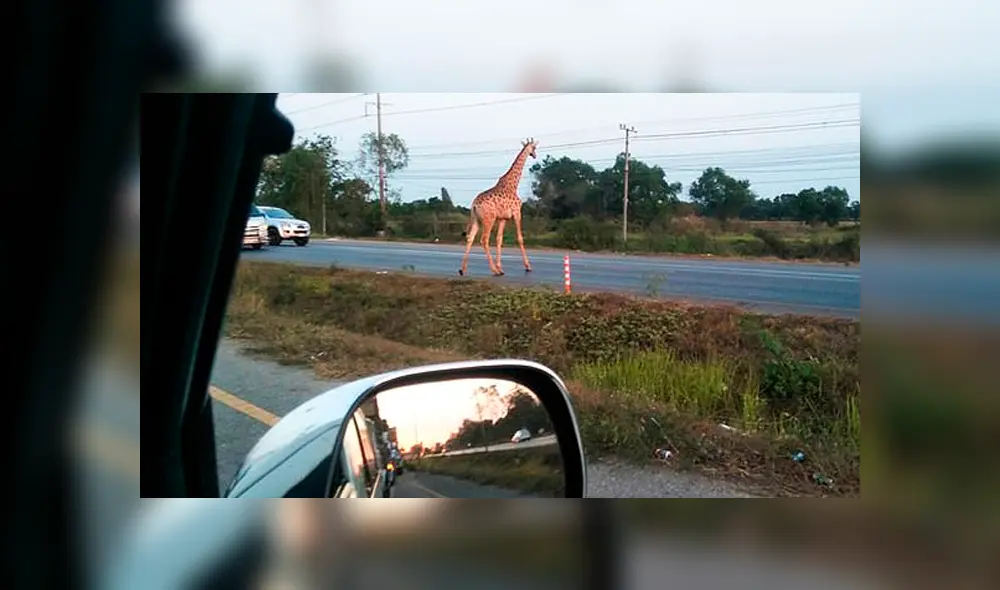 Hallan muerta a jirafa que escapó de camión que la llevaba al zoológico