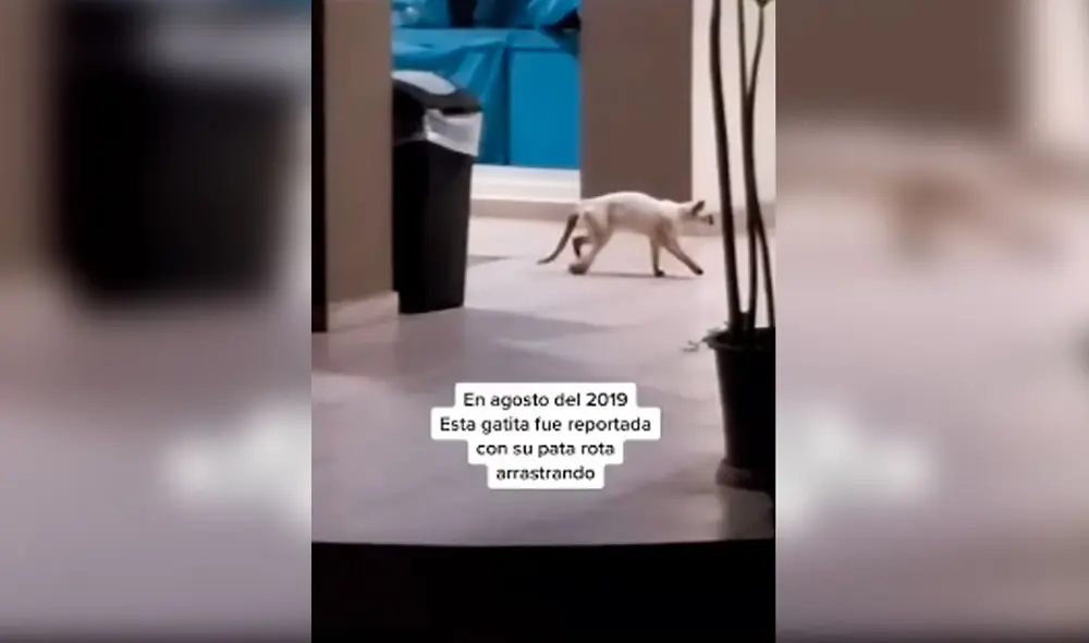 Desliza las imágenes para conocer la historia de Bambi, una gata que sufrió la amputación de su pata trasera. Foto: Captura de Facebook