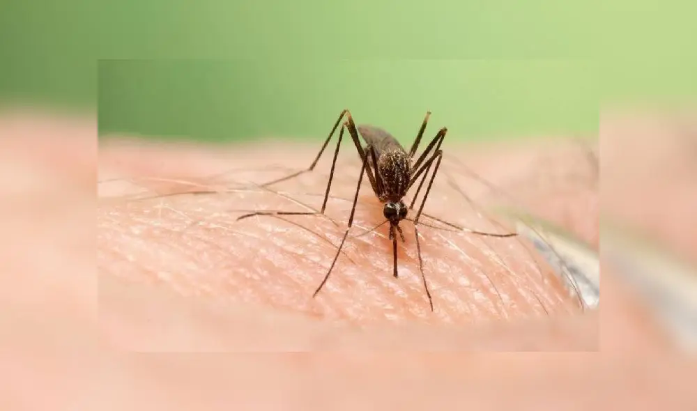 El 'Aedes Japonicus' prefiere los climas fríos y como el resto de mosquitos, coloca sus larvas en pequeños charcos o lugares donde se concentra agua. Foto: difusión El 'Aedes Japonicus' prefiere los climas fríos y como el resto de mosquitos, coloca sus larvas en pequeños charcos o lugares donde se concentra agua. Foto: difusión
